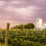 Finca Los Bayos