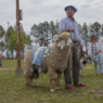 Expo Ovina Urdinarrain: producción ovina, gastronomía y cultura